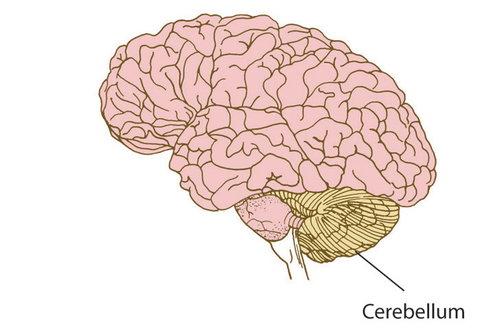 Blog placeholder image for How the Cerebellum Refines Movement
